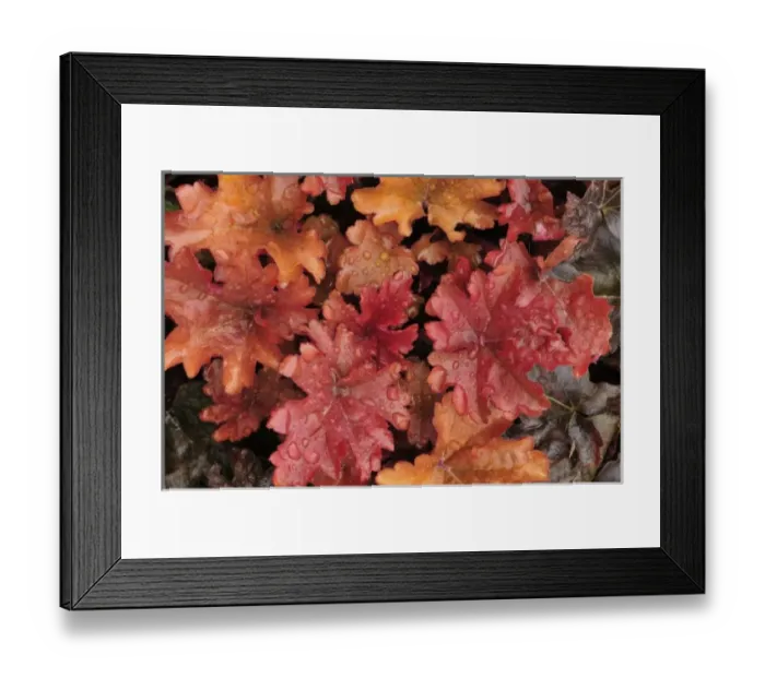 Framed Print : USA, Oregon, Portland. Close-up of foliage of peach flambe heuchera plant in garden Framed Print : USA, Oregon, Portland. Close-up of foliage of peach flambe heuchera plant in garden