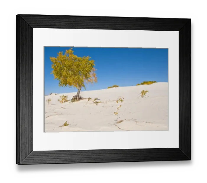 Framed Print : North America, USA, New Mexico, White Sands National Monument, Dune Life Nature Trail