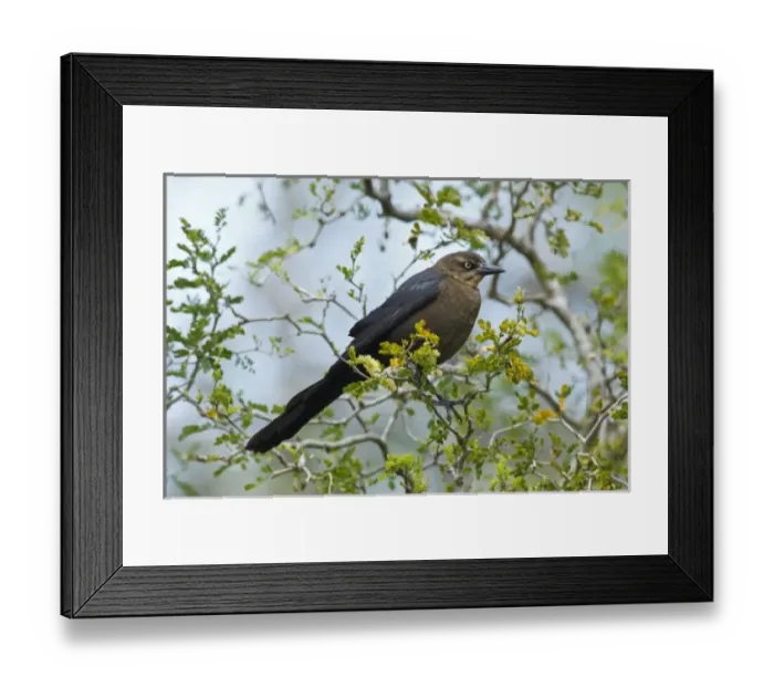 Framed Print : USA, North America, Texas Framed Print : USA, North America, Texas