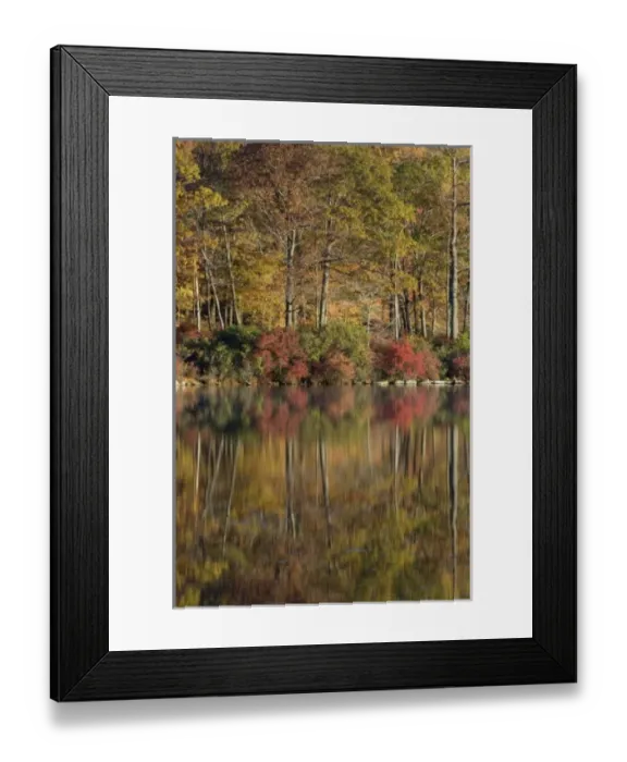 Framed Print : Harriman State Park, New York, USA. Autumn reflections across lake Tiorati Framed Print : Harriman State Park, New York, USA. Autumn reflections across lake Tiorati