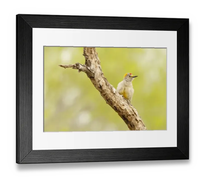 Framed Print : USA, North America, Texas Framed Print : USA, North America, Texas