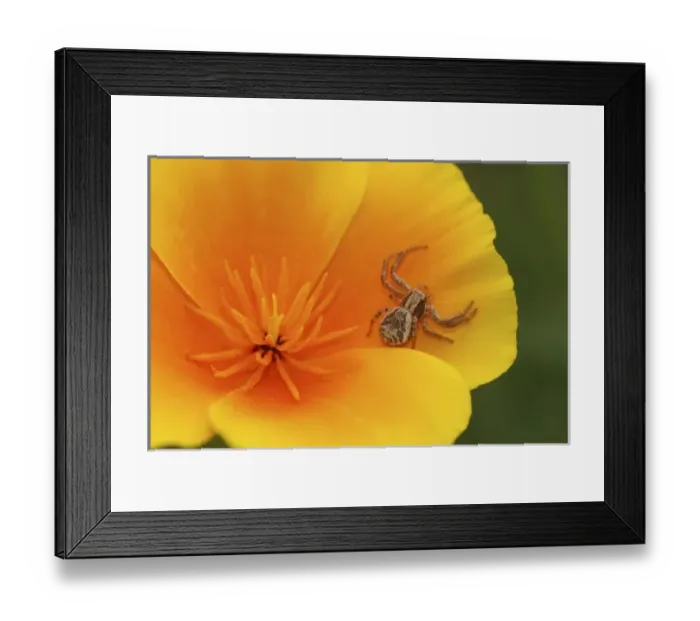 Framed Print : USA, North America, Oregon Framed Print : USA, North America, Oregon