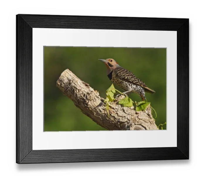 Framed Print : USA, North America, Texas Framed Print : USA, North America, Texas