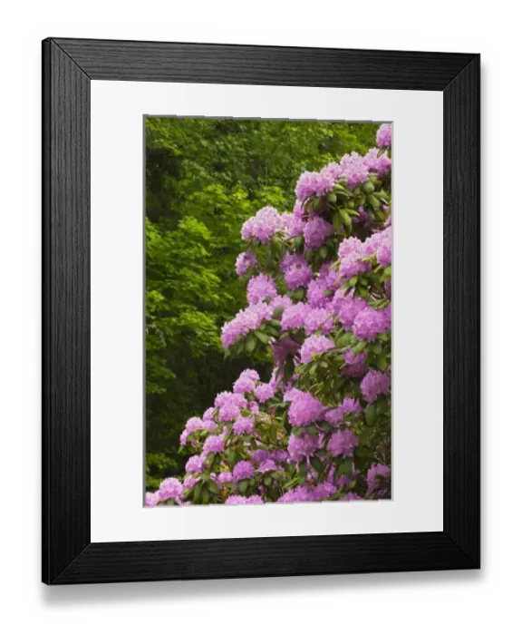 Framed Print : Rosebay rhododendron in bloom, Great Smoky Mountains National Park, Tennessee Framed Print : Rosebay rhododendron in bloom, Great Smoky Mountains National Park, Tennessee