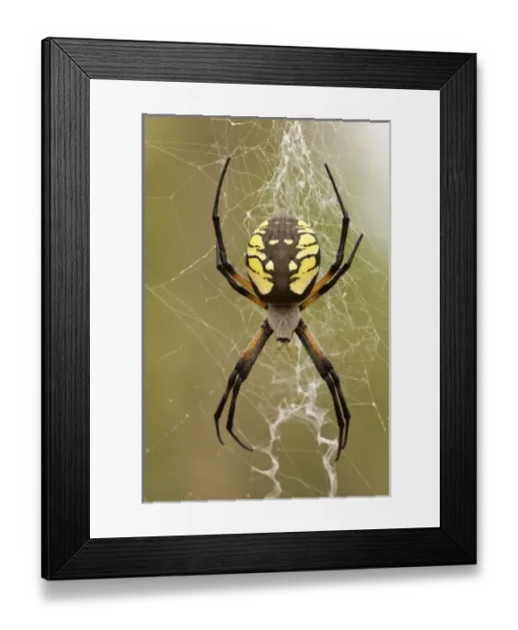 Framed Print : USA, North America, Oregon Framed Print : USA, North America, Oregon