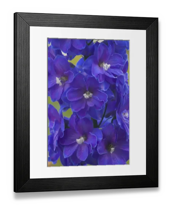 Framed Print : Flower Garden of Bearded Iris just north of Salem, Oregon
