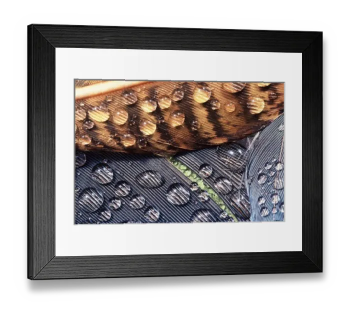 Framed Print : USA, Washington, Bellingham. Close-up of dewy Stellers jay and pheasant feathers Framed Print : USA, Washington, Bellingham. Close-up of dewy Stellers jay and pheasant feathers