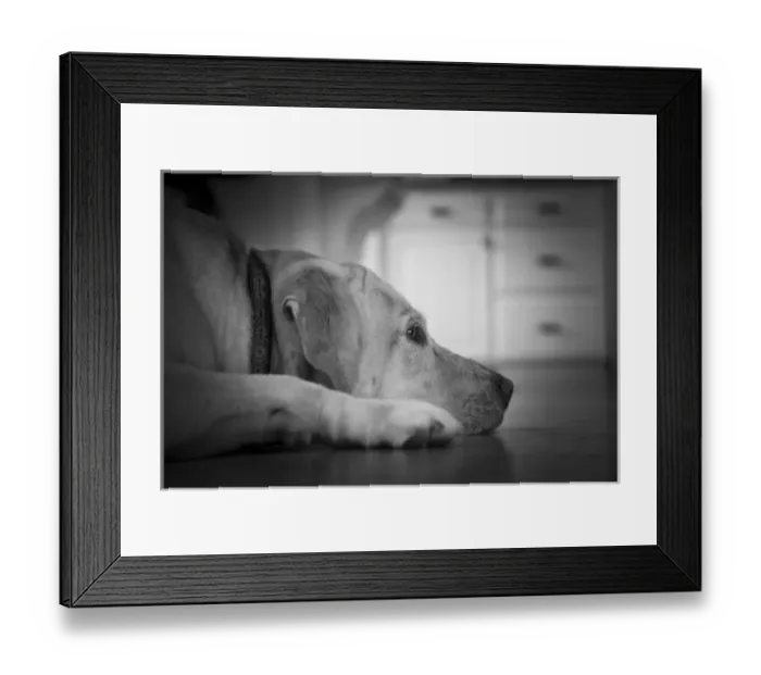 Framed Print : USA, Oregon, Keizer, Labrador Retriever resting (PR) Framed Print : USA, Oregon, Keizer, Labrador Retriever resting (PR)