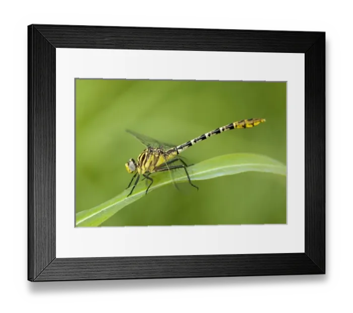 Framed Print : USA, North America, Texas Framed Print : USA, North America, Texas