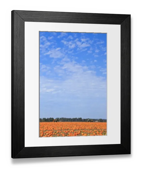Framed Print : USA, Oregon, Keizer, Pumpkins being harvested Framed Print : USA, Oregon, Keizer, Pumpkins being harvested
