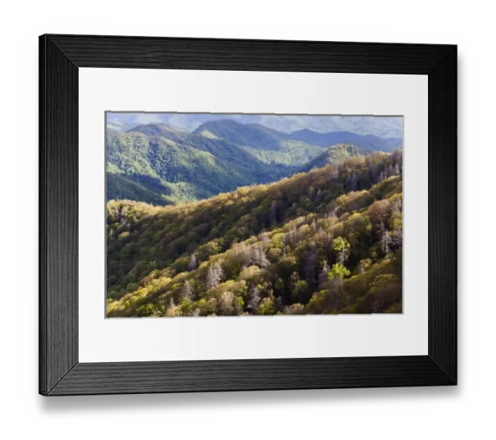 Framed Print : Deep Creek Valley in early spring, Great Smoky Mountains National Park, North Carolina Framed Print : Deep Creek Valley in early spring, Great Smoky Mountains National Park, North Carolina