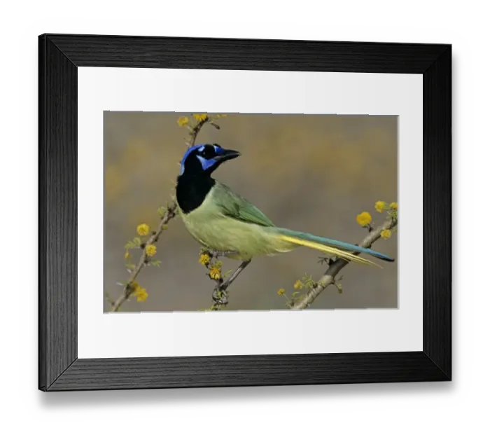 Framed Print : Green Jay, Cyanocorax yncas, adult on blooming Huisache (Acacia farnesiana), Starr County Framed Print : Green Jay, Cyanocorax yncas, adult on blooming Huisache (Acacia farnesiana), Starr County