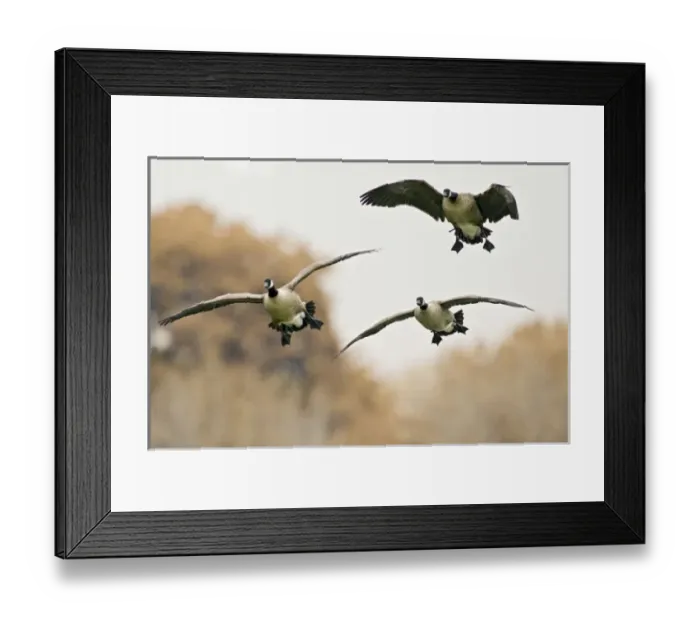 Framed Print : USA, North America, New Mexico Framed Print : USA, North America, New Mexico