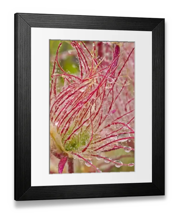 Framed Print : Prairie Smoke in the rain at Theodore Rooosevelt National Park, North Dakota, USA Framed Print : Prairie Smoke in the rain at Theodore Rooosevelt National Park, North Dakota, USA