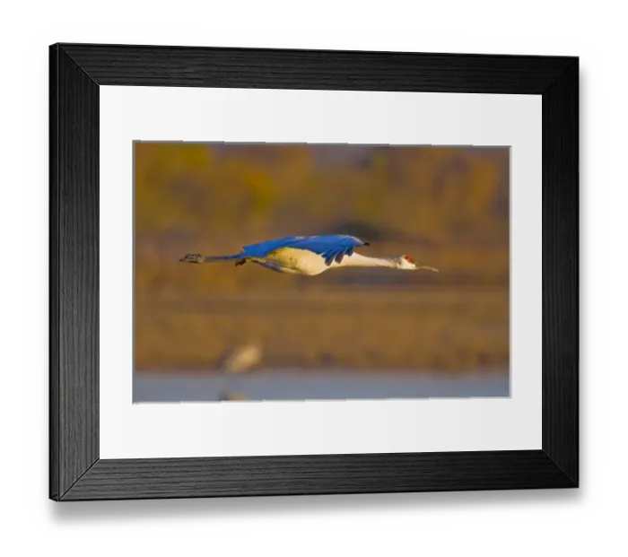 Framed Print : USA, New Mexico, Bosque del Apache National Wildlife Refuge. Portrait of greater Framed Print : USA, New Mexico, Bosque del Apache National Wildlife Refuge. Portrait of greater