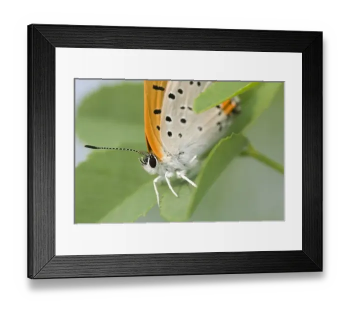 Framed Print : USA, North America, New York Framed Print : USA, North America, New York
