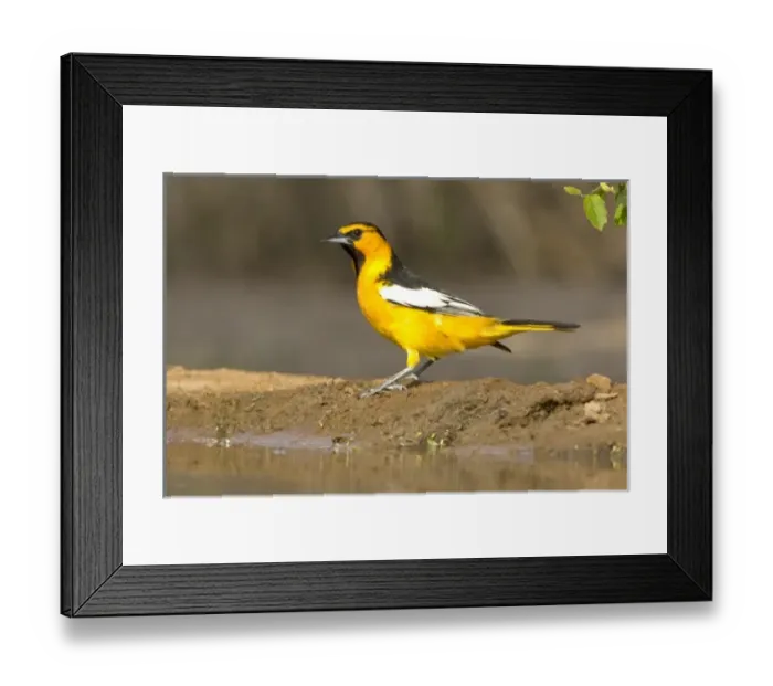 Framed Print : Santa Clara Ranch, Rio Grande Valley, McCook, Texas, USA. Bullocks Oriole, Icterus bullockii Framed Print : Santa Clara Ranch, Rio Grande Valley, McCook, Texas, USA. Bullocks Oriole, Icterus bullockii