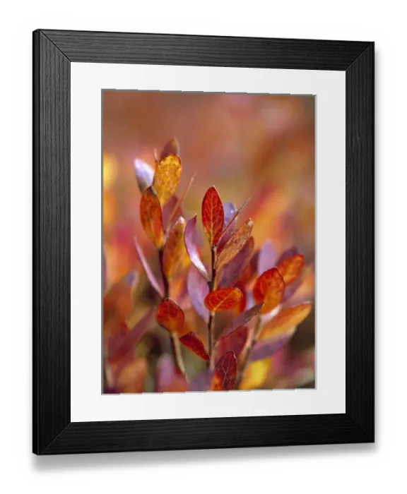 Framed Print : USA, Oregon, McKenzie Pass. Huckleberry leaves turn various shades of red in Framed Print : USA, Oregon, McKenzie Pass. Huckleberry leaves turn various shades of red in