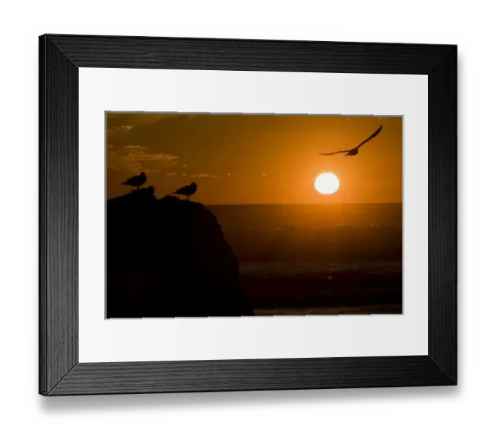 Framed Print : USA, Oregon, Bandon Beach. Seagulls silhouetted by setting sun Framed Print : USA, Oregon, Bandon Beach. Seagulls silhouetted by setting sun
