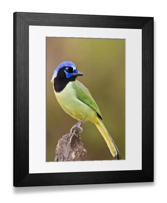 Framed Print : USA, North America, Texas Framed Print : USA, North America, Texas