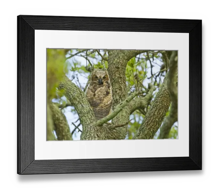 Framed Print : USA, North America, Texas Framed Print : USA, North America, Texas