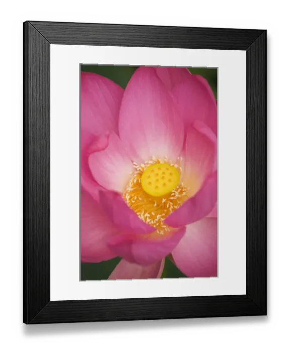 Framed Print : USA; North Carolina; Lotus blooming in the summer Framed Print : USA; North Carolina; Lotus blooming in the summer