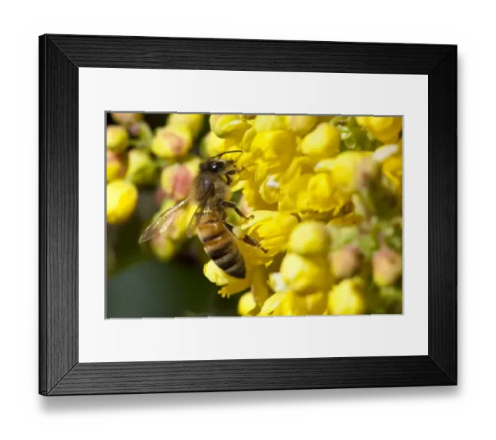 Framed Print : USA, North America, Oregon Framed Print : USA, North America, Oregon