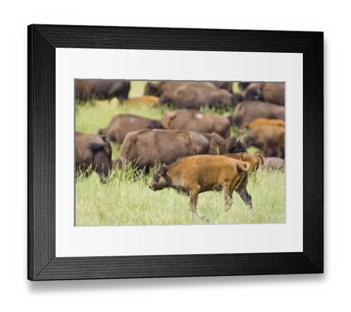 Framed Print : USA, North America, South Dakota Framed Print : USA, North America, South Dakota