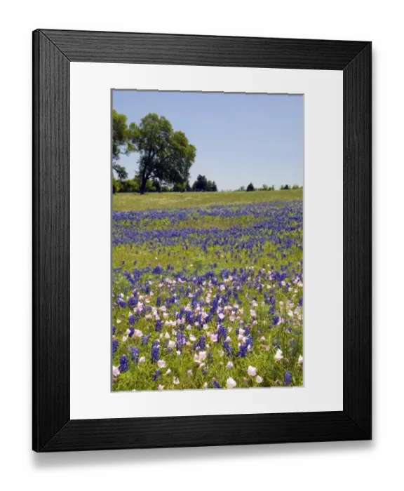 Framed Print : A field of Bluebonnet and Pink Evening Primrose wildflowers in Washington County, Texas Framed Print : A field of Bluebonnet and Pink Evening Primrose wildflowers in Washington County, Texas