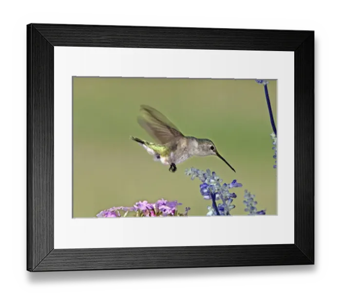 Framed Print : USA, Texas, Hill Country. Female black-chinned hummingbird hovering over flower Framed Print : USA, Texas, Hill Country. Female black-chinned hummingbird hovering over flower