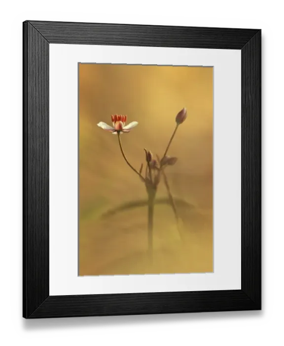 Framed Print : USA, North America, Pennsylvania Framed Print : USA, North America, Pennsylvania