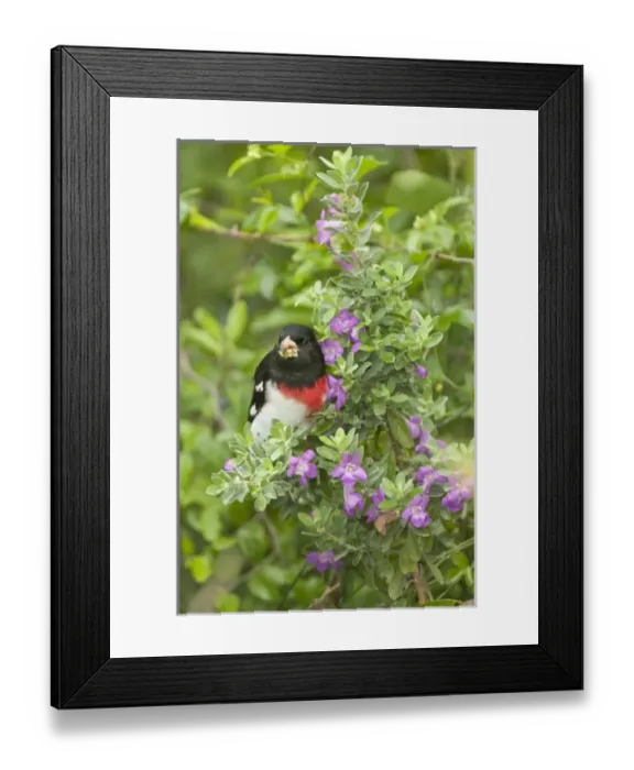 Framed Print : USA, North America, Texas Framed Print : USA, North America, Texas