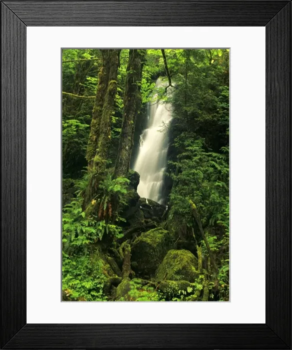 Framed Print : USA, Washington, Olympic NF, Quinault Rain Forest. Lush foliage surrounds waterfall