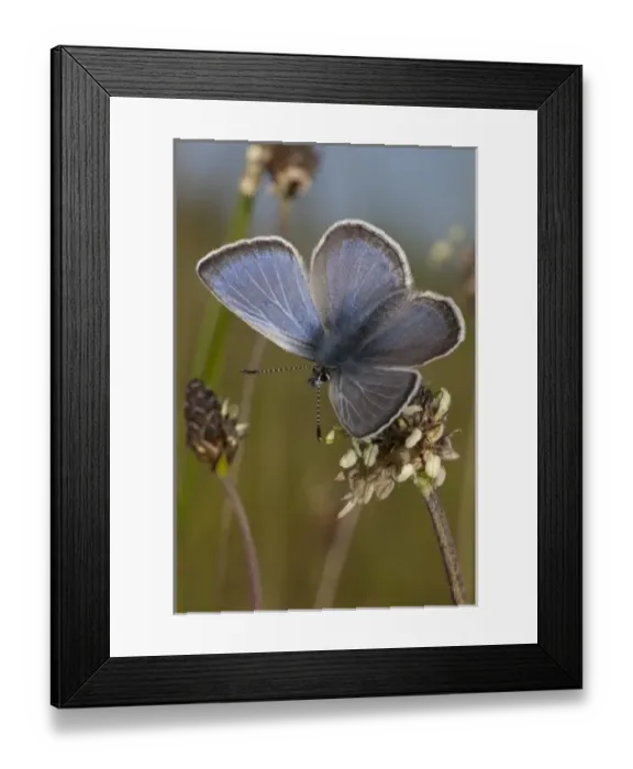 Framed Print : A male Fenders Blue Butterfly (Icaricia icarioides fenderi), Baskett Butte