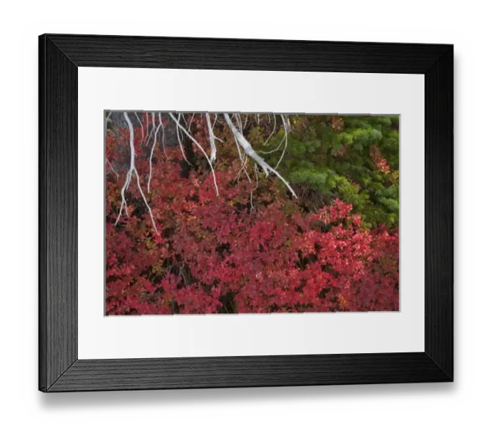 Framed Print : USA, Oregon. Red huckleberry bush grows near Metolius River Framed Print : USA, Oregon. Red huckleberry bush grows near Metolius River
