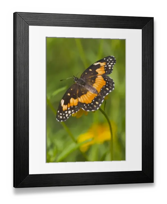 Framed Print : USA, North America, Texas
