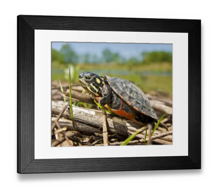 Framed Print : USA, North America, New Jersey