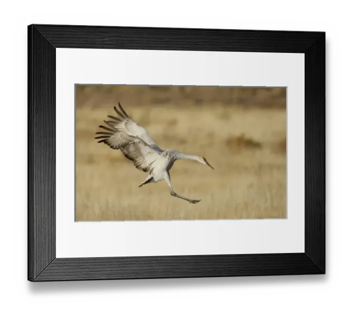 Framed Print : USA, North America, New Mexico Framed Print : USA, North America, New Mexico