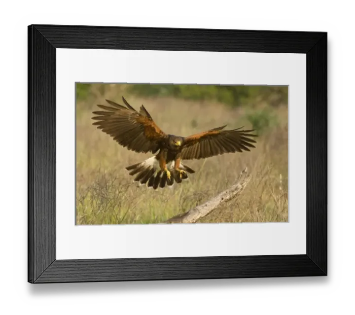 Framed Print : USA, North America, Texas