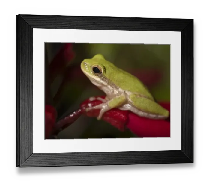 Framed Print : USA, North America, Texas