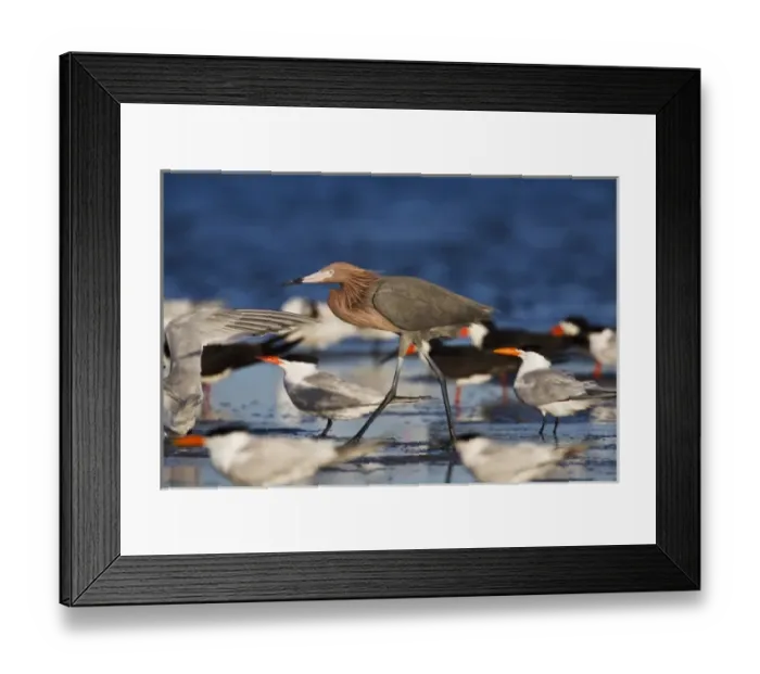 Framed Print : Reddish Egret (Egretta rufescens) adult in flock of royal terns, Rockport, Texas Framed Print : Reddish Egret (Egretta rufescens) adult in flock of royal terns, Rockport, Texas