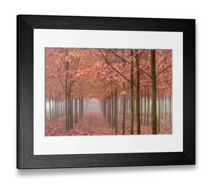 Framed Print : USA, Oregon, Willamette Valley. Rows of autumn-colored maple trees form patterns in fog Framed Print : USA, Oregon, Willamette Valley. Rows of autumn-colored maple trees form patterns in fog