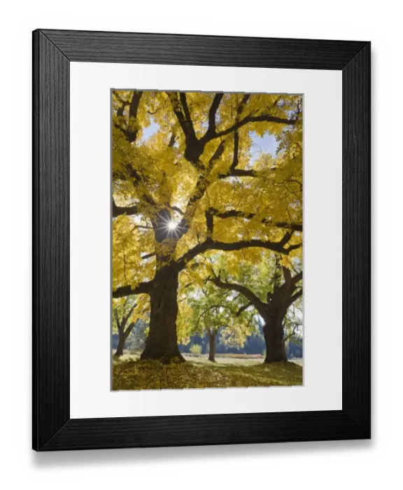Framed Print : USA, North America, Oregon Framed Print : USA, North America, Oregon