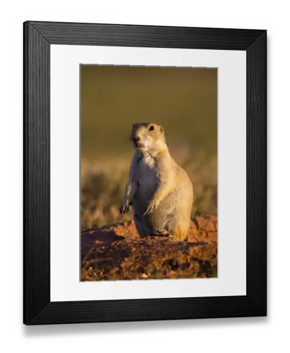 Framed Print : Wind Cave National Park, South Dakota. USA. Black-tailed prairie dog (Cynomys ludovicianus) Framed Print : Wind Cave National Park, South Dakota. USA. Black-tailed prairie dog (Cynomys ludovicianus)