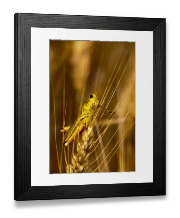 Framed Print : Grasshopper on stalk of mature wheat in the Palouse of Washington Framed Print : Grasshopper on stalk of mature wheat in the Palouse of Washington