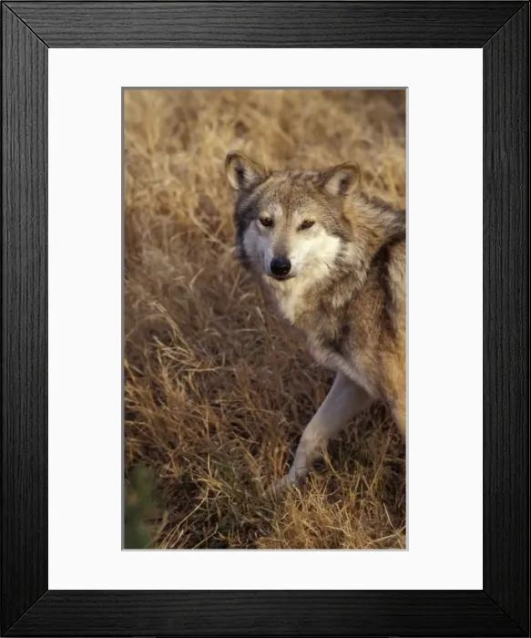 Framed Print : Endangered Mexican Wolf, Canus lupus baileyi (captive), Living Desert SP, Carlsbad, NM