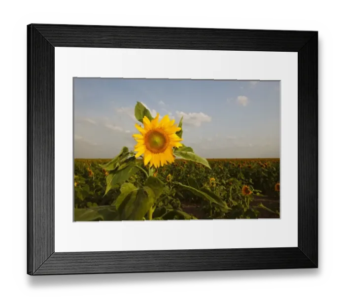 Framed Print : USA, North America, Texas Framed Print : USA, North America, Texas