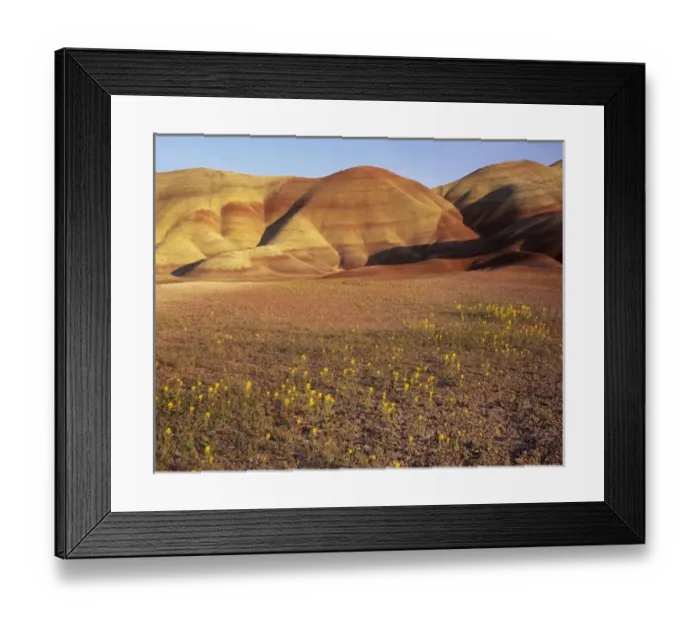 Framed Print : OR, John Day Fossil Beds NM, The Painted Hills with yellow bee plant in bloom Framed Print : OR, John Day Fossil Beds NM, The Painted Hills with yellow bee plant in bloom