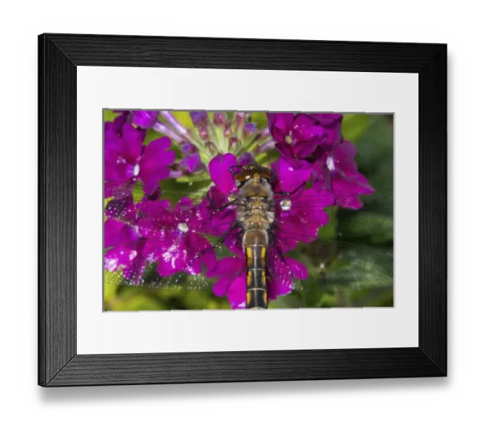 Framed Print : Dragon Fly resting on Verbena, Sammamish Washington Framed Print : Dragon Fly resting on Verbena, Sammamish Washington