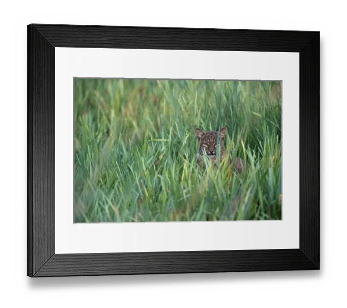 Framed Print : William L. Finley National Wildife Refuge, Oreogn, a Bobcat (Lynx rufus) hunting Framed Print : William L. Finley National Wildife Refuge, Oreogn, a Bobcat (Lynx rufus) hunting